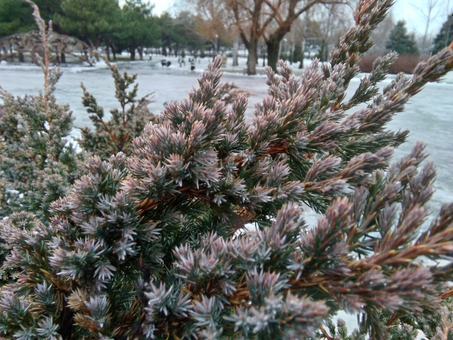 Coolpad Porto cam-1