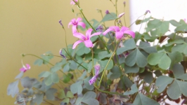 LG G4 Stylus cam