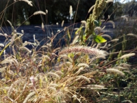 Neffos C5 Max cam-1