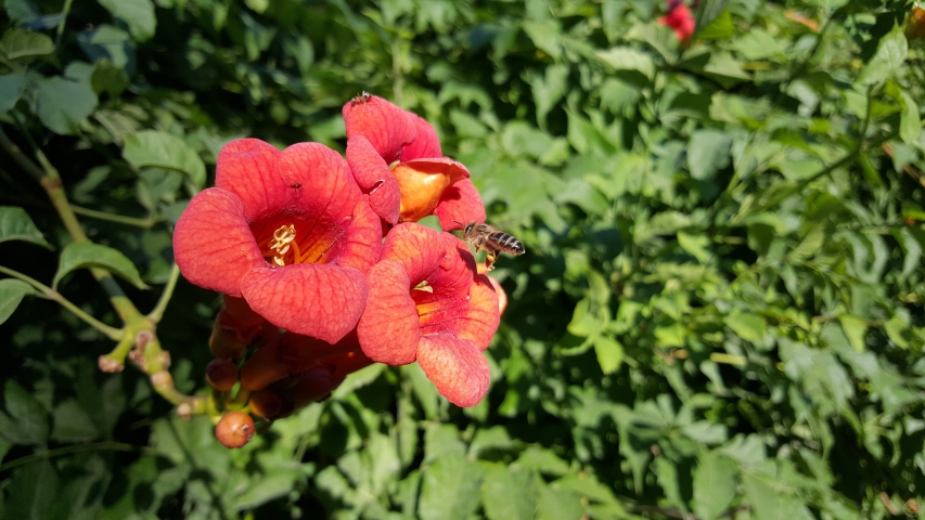 Samsung Galaxy S6 cam